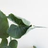 Xanthosoma Monstrosum Variegata blad