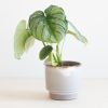 Philodendron Mamei