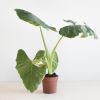Alocasia Odora variegata