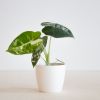 Alocasia Frydek variegata