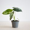 Alocasia Frydek variegata