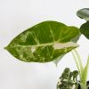 Alocasia Frydek variegata