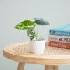 Alocasia Frydek variegata