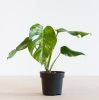 Monstera Variegata