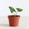 Syngonium Red Spot Tricolor