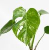 Monstera Variegata blad