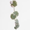 Ceropegia Woodii Variegata blad