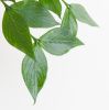 Hoya Polyneura blad
