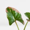 Syngonium Red Spot Tricolor