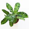 Aglaonema Pictum Tricolor