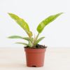 Philodendron Ring of Fire (mini) - P6