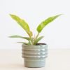 Philodendron Ring of Fire