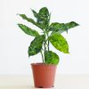 Aglaonema Pictum Tricolor