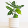 Aglaonema Pictum Tricolor
