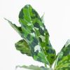 Aglaonema Pictum Tricolor