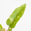 Philodendron Ring of Fire