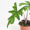 Alocasia Jacklyn blad