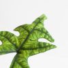 Alocasia Jacklyn blad