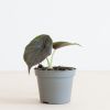 Alocasia Azlanii