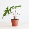 Alocasia Jacklyn
