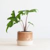 Alocasia Jacklyn
