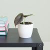 Alocasia Azlanii
