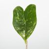 Alocasia Zebrina Variegata blad
