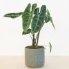 Alocasia Longiloba