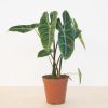 Alocasia Longiloba