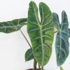 Alocasia Longiloba blad