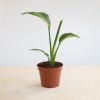 Strelitzia nicolai variegata