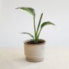 Strelitzia nicolai variegata