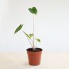 Alocasia Zebrina Variegata