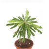 Biophytum blad