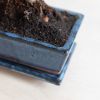 Bonsai Carmona met Blauwe Schaal - P15