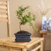 Bonsai Carmona met Blauwe Schaal - P15