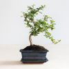 Bonsai Carmona met Blauwe Schaal - P15