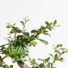 Bonsai Carmona met Blauwe Schaal - P15