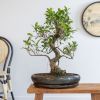 Ficus Retusa bonsai