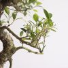 Bonsai Ficus Retusa met keramieken schaal - P40