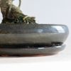 Bonsai Ficus Retusa met keramieken schaal - P40