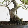 Bonsai Ficus Retusa met keramieken schaal - P40