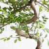 Bonsai Zelkova met blauwe schaal - P15
