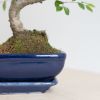 Bonsai Zelkova met blauwe schaal - P15