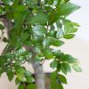 Bonsai Zelkova met blauwe schaal - P15