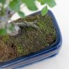 Bonsai Zelkova met blauwe schaal - P15