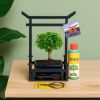 Bonsai beginner