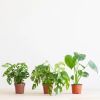 Box-4-jungle-box-1-1024
