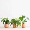Box-4-jungle-box-2-1024
