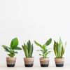 Box-5-sterke-planten-1-2-1024